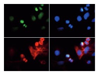 H3K4me3T6p | H3 (trimethylated Lys4, p Thr6) in the group Antibodies Plant/Algal / DNA/RNA/Cell Cycle / Plant Epigenetics/DNA methylation at Agrisera AB (Antibodies for research) (AS16 3172)